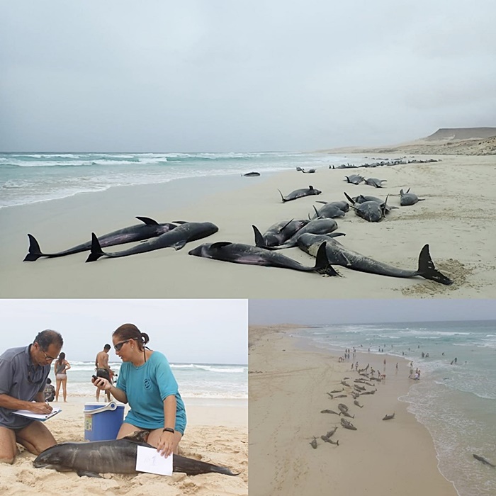 โลมาเกยตื้น