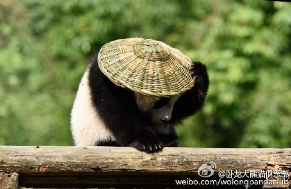 กังฟูแพนด้า