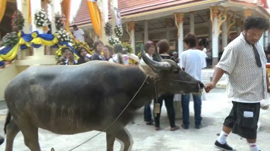 แม่ควายแสนรู้ร้องไห้ เซื่องซึมไม่ยอมกิน หลังคนเลี้ยงตาย