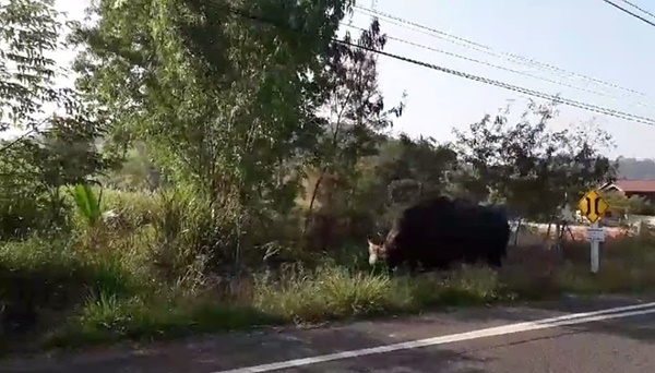 กระทิงป่า