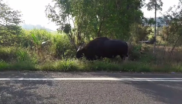 กระทิงป่า