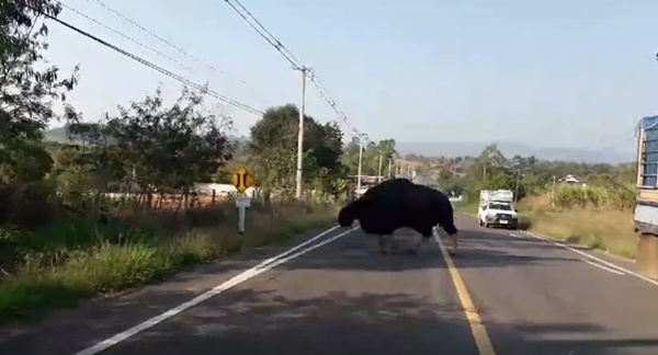 กระทิงป่า