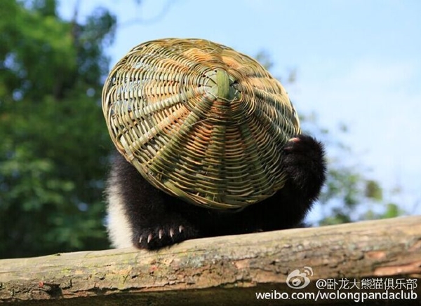 กังฟูแพนด้า