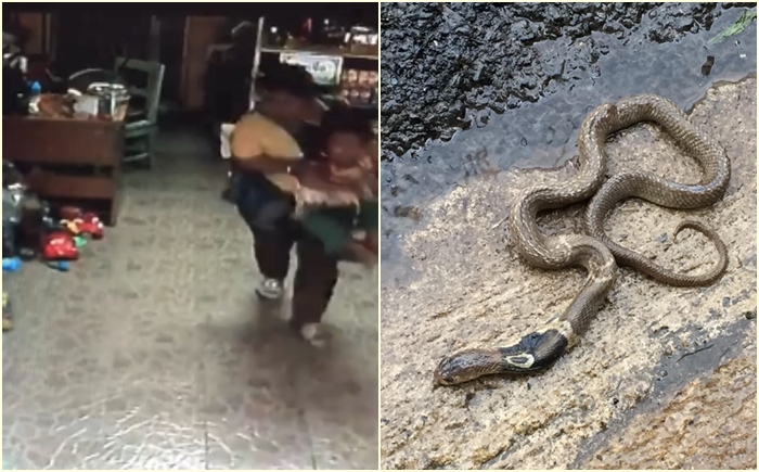 สัตว์อันตราย 