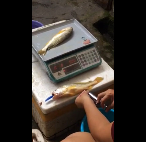 เปิดคลิปคนขายปลาชาวจีนแอบฉีดน้ำเข้าพุงปลา