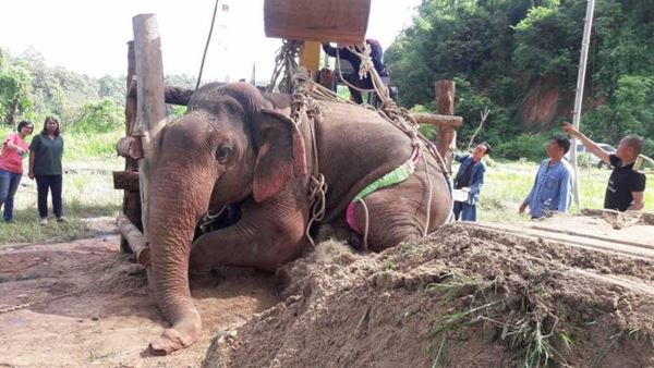 คลิปช้างป่า