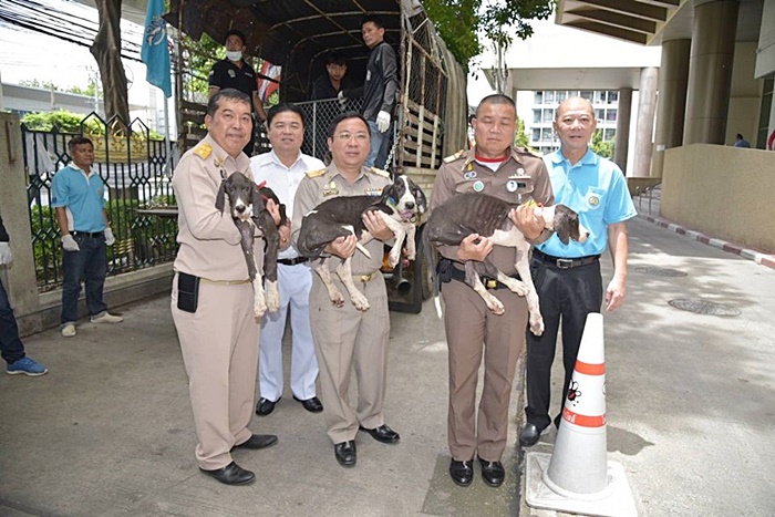 ช่วยหมา