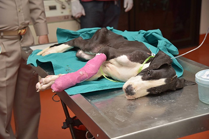 ช่วยหมา