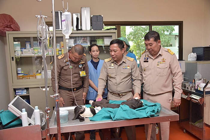 ช่วยหมา