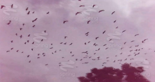 ฮือฮา นกอพยพนับพันที่พังงา หวั่นลางร้ายวันสิ้นโลก