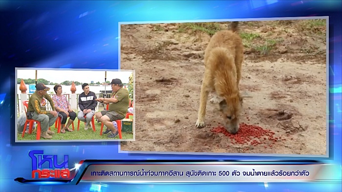  ช่วยหมา