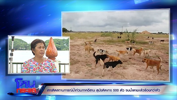  ช่วยหมา