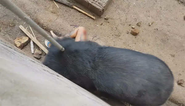 หมีควายกัดคน