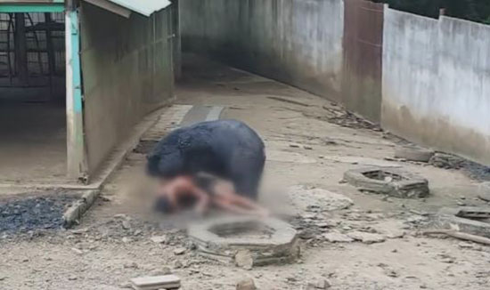 หมีควายกัดคน