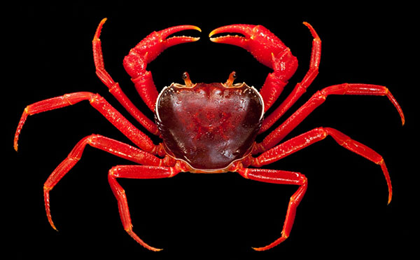 ไทยค้นพบปูชนิดใหม่ของโลก ปูเขาหินปูนทุ่งหว้า