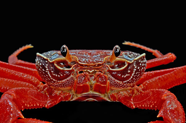 ไทยค้นพบปูชนิดใหม่ของโลก ปูเขาหินปูนทุ่งหว้า