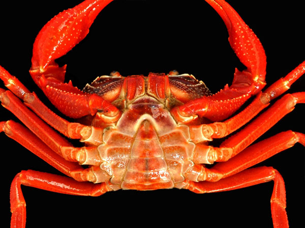 ไทยค้นพบปูชนิดใหม่ของโลก ปูเขาหินปูนทุ่งหว้า