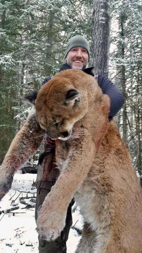 ดราม่าหนัก เซเลบแคนาดาล่าสิงโตภูเขา