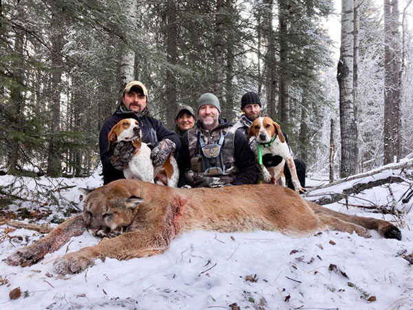 ดราม่าหนัก เซเลบแคนาดาล่าสิงโตภูเขา