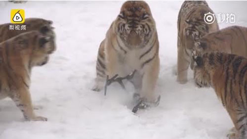 จีนปิ๊งไอเดียใช้โดรนช่วยเสืออ้วนออกกำลังกาย