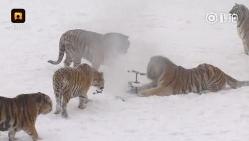 จีนปิ๊งไอเดียใช้โดรนช่วยเสืออ้วนออกกำลังกาย