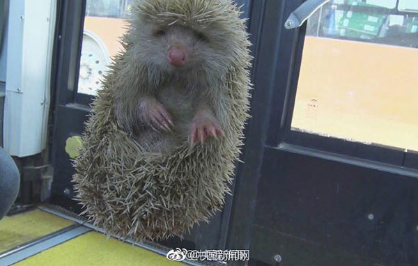 เม่นแคระ โผล่อาละวาดทั่วรถบัส