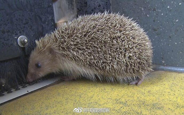 เม่นแคระ โผล่อาละวาดทั่วรถบัส