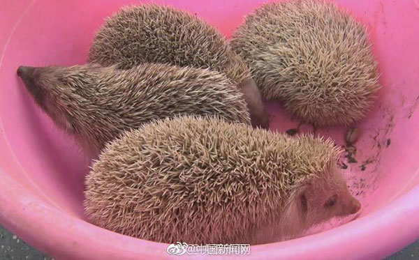 เม่นแคระ โผล่อาละวาดทั่วรถบัส