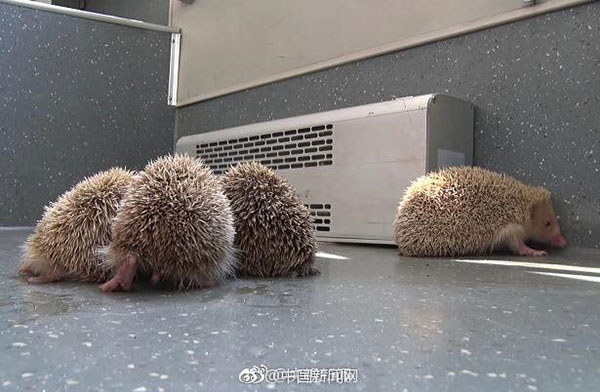 เม่นแคระ โผล่อาละวาดทั่วรถบัส