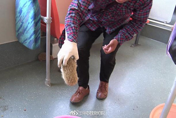 เม่นแคระ โผล่อาละวาดทั่วรถบัส