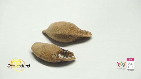 ยายกลืนเมล็ดกระท้อน ตาย