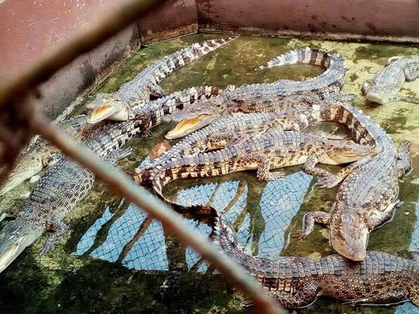 ฟาร์มจระเข้สมุทรปราการ ปรับปรุงน้ำในบ่อเลี้ยงสัตว์แล้ว