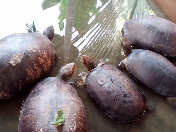 ฟาร์มจระเข้สมุทรปราการ ปรับปรุงน้ำในบ่อเลี้ยงสัตว์แล้ว