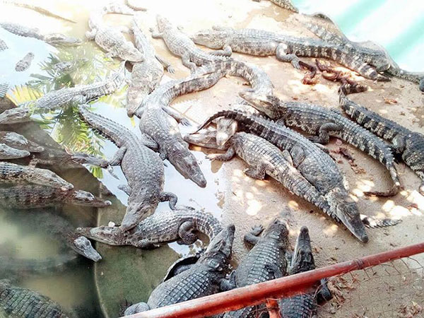 ฟาร์มจระเข้สมุทรปราการ ปรับปรุงน้ำในบ่อเลี้ยงสัตว์แล้ว