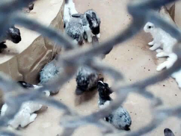 ฟาร์มจระเข้สมุทรปราการ ปรับปรุงน้ำในบ่อเลี้ยงสัตว์แล้ว