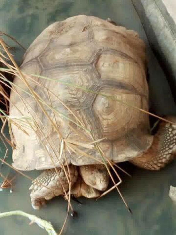 ฟาร์มจระเข้สมุทรปราการ ปรับปรุงน้ำในบ่อเลี้ยงสัตว์แล้ว