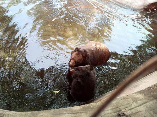 ฟาร์มจระเข้สมุทรปราการ ปรับปรุงน้ำในบ่อเลี้ยงสัตว์แล้ว