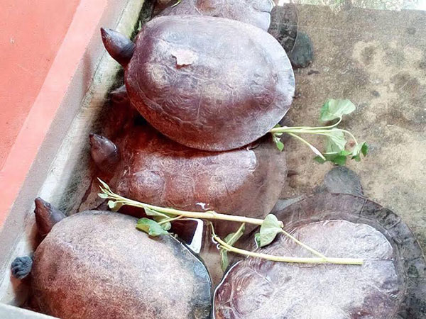 ฟาร์มจระเข้สมุทรปราการ ปรับปรุงน้ำในบ่อเลี้ยงสัตว์แล้ว