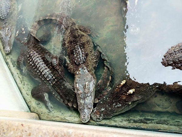 ฟาร์มจระเข้สมุทรปราการ ปรับปรุงน้ำในบ่อเลี้ยงสัตว์แล้ว