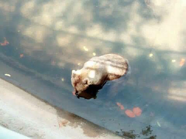 ฟาร์มจระเข้สมุทรปราการ ปรับปรุงน้ำในบ่อเลี้ยงสัตว์แล้ว