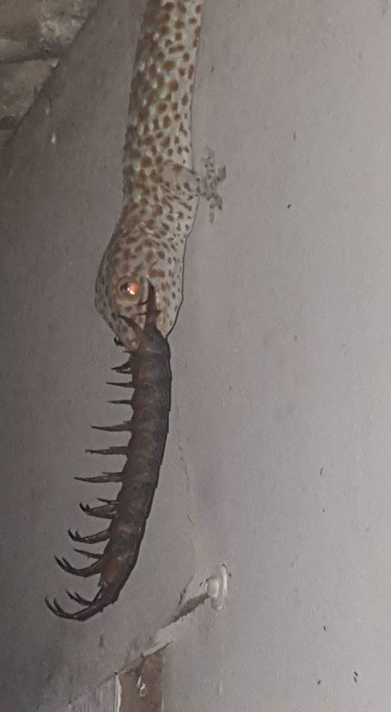 คลิปตุ๊กแกกินตะขาบ