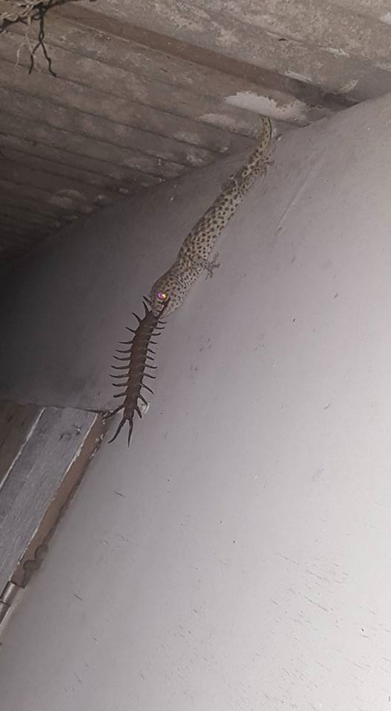 คลิปตุ๊กแกกินตะขาบ