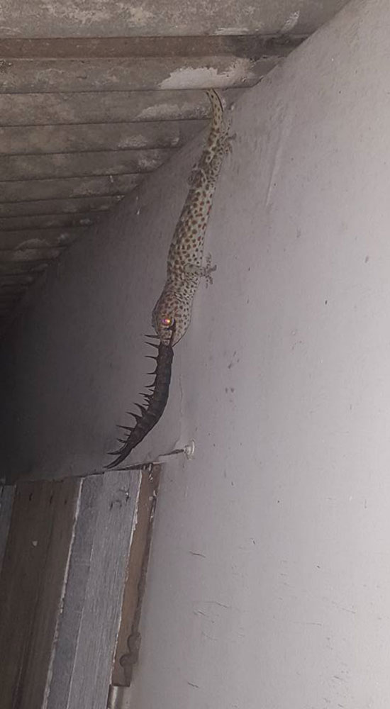 คลิปตุ๊กแกกินตะขาบ