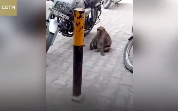 ชาวบ้านสุดปวดหัวถูกลิงขโมยดูดนำมันรถจักรยานยนต์ ดูดน้ำมันเกลี้ยงถัง