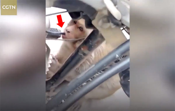 ชาวบ้านสุดปวดหัวถูกลิงขโมยดูดนำมันรถจักรยานยนต์ ดูดน้ำมันเกลี้ยงถัง