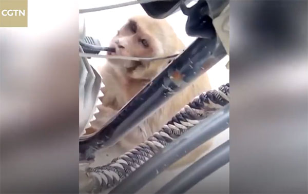 ชาวบ้านสุดปวดหัวถูกลิงขโมยดูดนำมันรถจักรยานยนต์ ดูดน้ำมันเกลี้ยงถัง