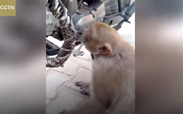 ชาวบ้านสุดปวดหัวถูกลิงขโมยดูดนำมันรถจักรยานยนต์ ดูดน้ำมันเกลี้ยงถัง