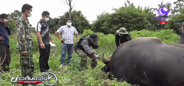 กระทิง ถูกพรานดักยิงตายกลางไร่มัน