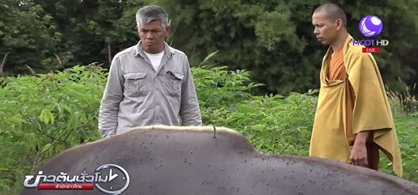 กระทิง ถูกพรานดักยิงตายกลางไร่มัน