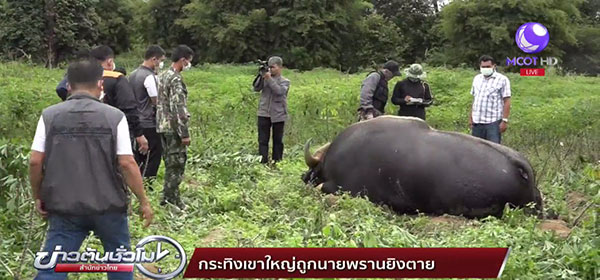 กระทิง ถูกพรานดักยิงตายกลางไร่มัน